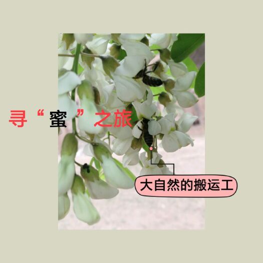 镇原县土蜂蜜  蜂蜜，生蜂蜜，