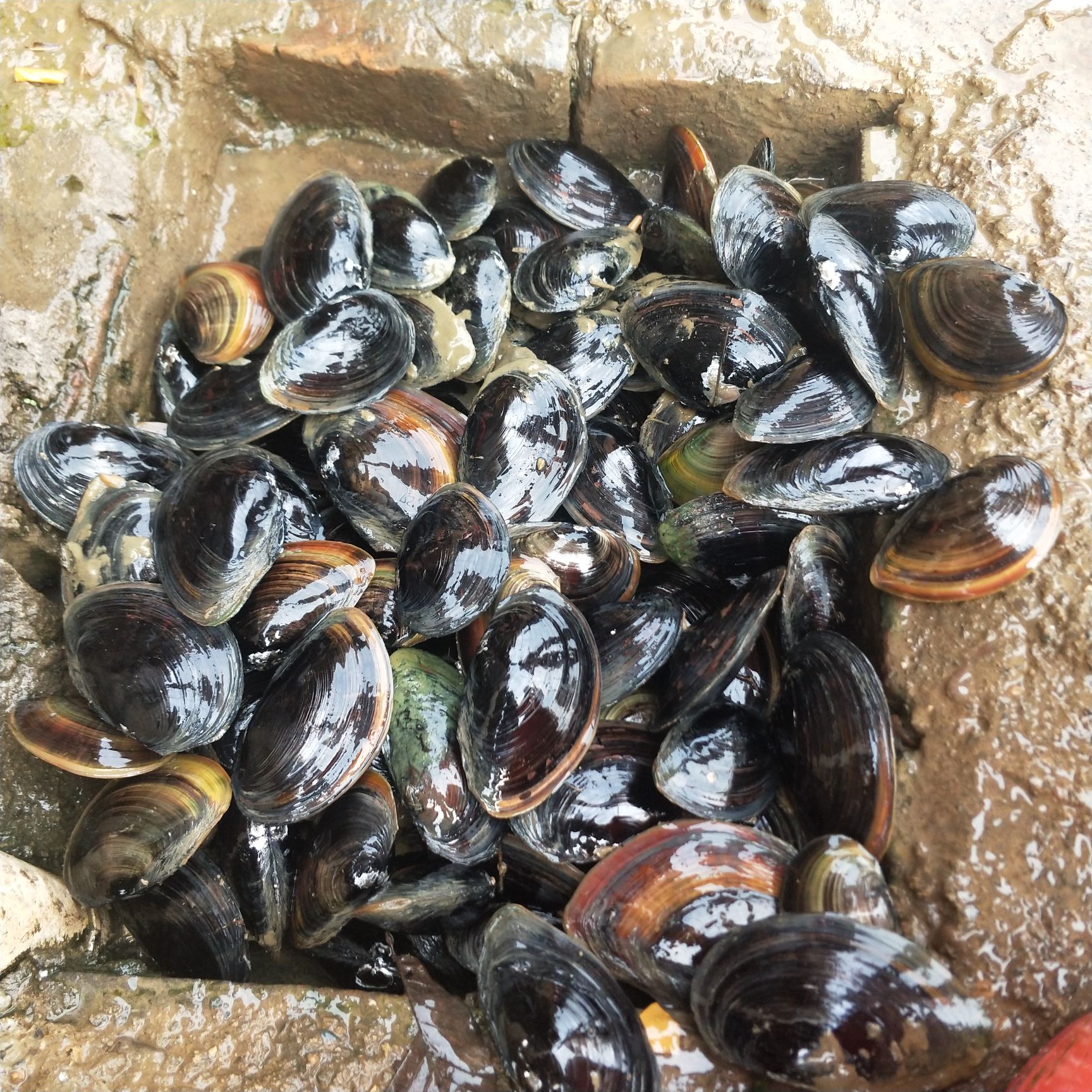  河蚌 食用蚌壳批发重量一斤一只以上