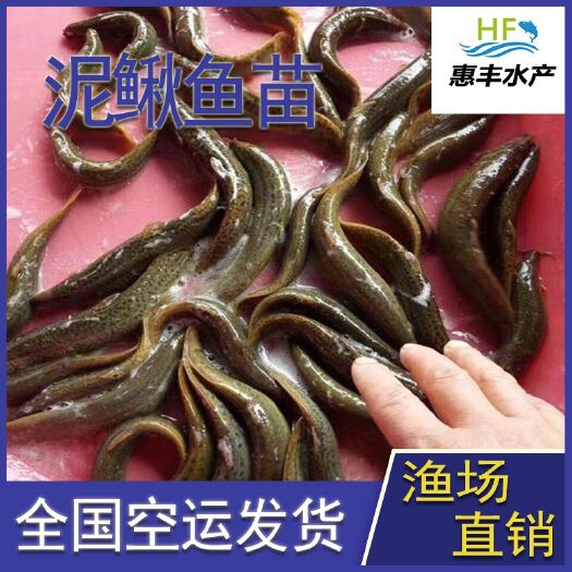 广州 泥鳅苗  优质快大   全国统一发货   包活