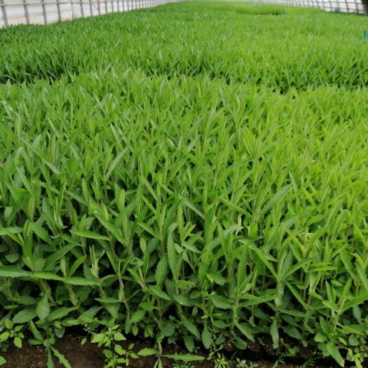 永登县马鞭草种子 柳叶马鞭草大苗50万株销售