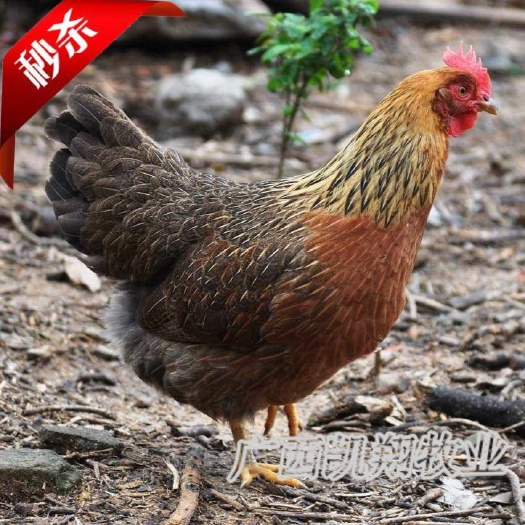 南宁清远麻鸡苗，孵场直供包疫苗，大量供应