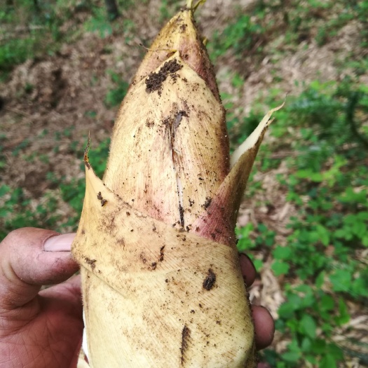 霍山县春笋  大别山笋肉！欢迎采购