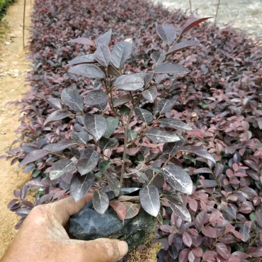 东莞市双面红  红花继木杯苗  0.5米以下  东莞苗圃基地直销