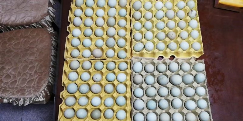 常州 生态散养草鸡蛋，单枚鸡蛋40克左右，食玉米粉为主。