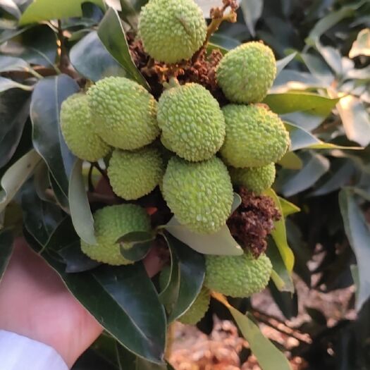 高州市白蜡荔枝 五月中旬就大量上市了，价格优惠，抓紧时间了解。