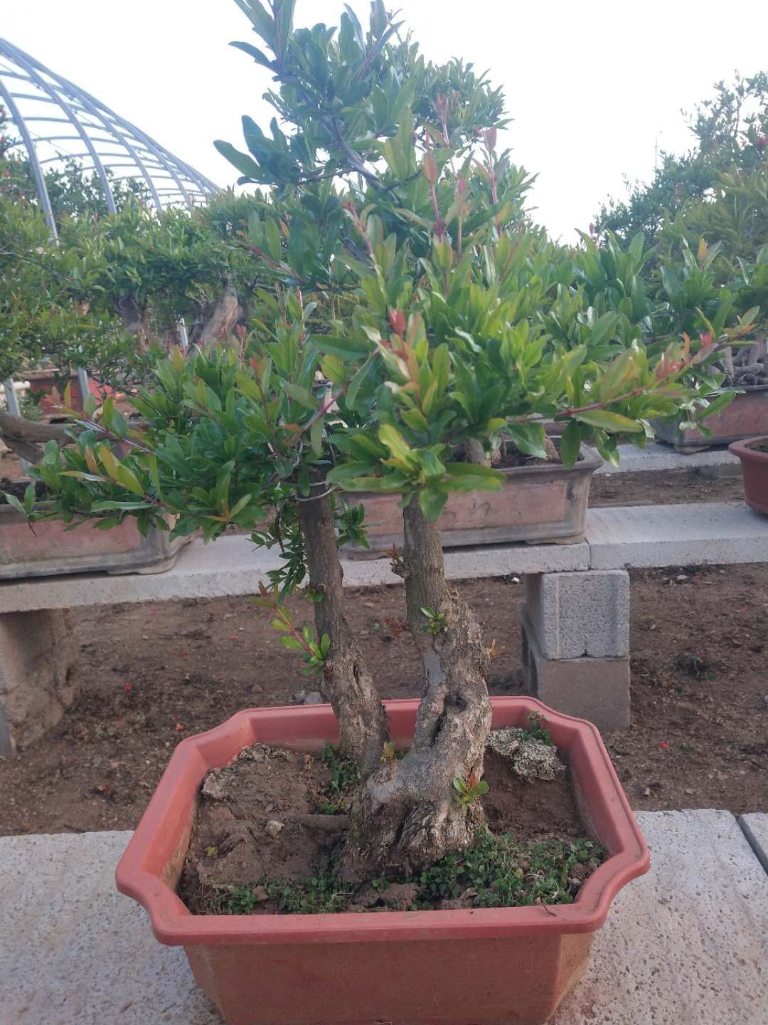  精品石榴盆景，石榴古树，数量充足，样式齐全，充分满足您的需求