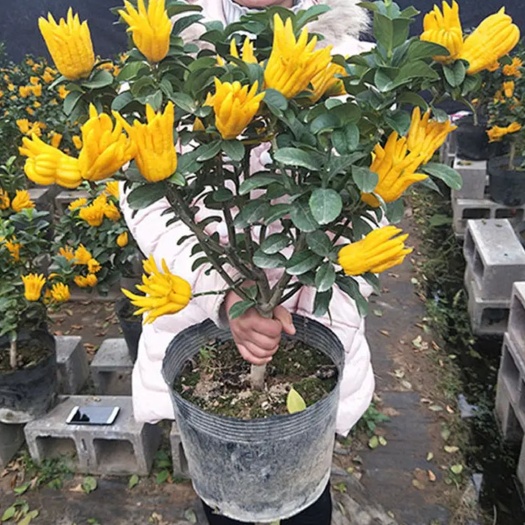 宿迁佛手盆景  金佛手盆栽树苗四季常青青佛手苗绿植花卉千佛手小果