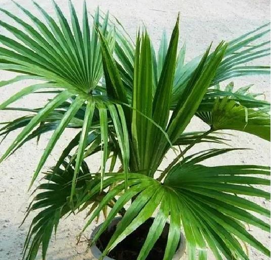 宿迁棕榈树 招财手 招财树棕竹盆栽室内绿植棕榈苗耐旱耐寒植物室外