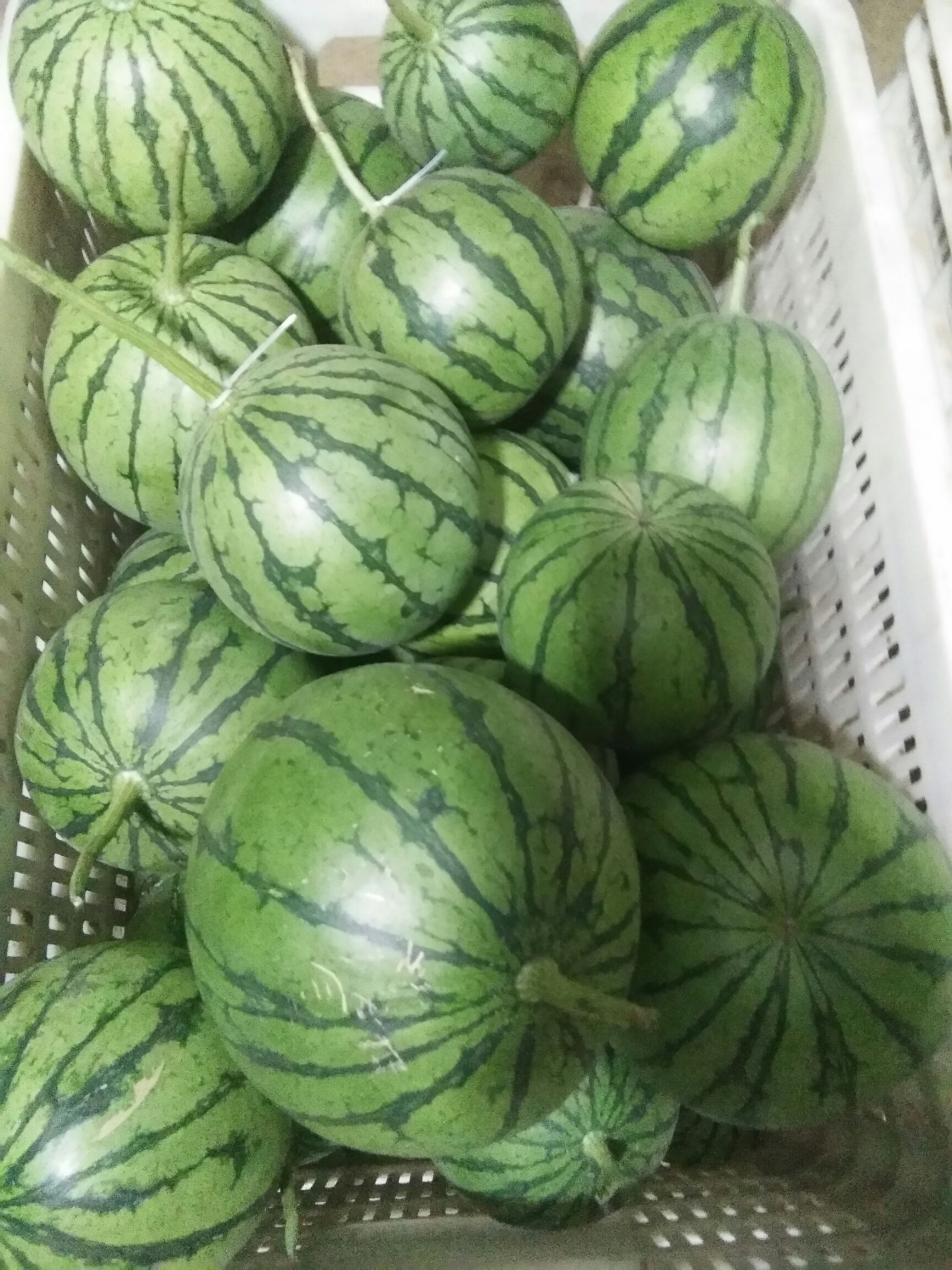 彩虹西瓜 2斤打底 9成熟 1茬