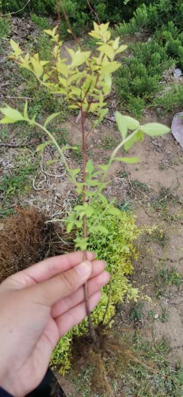 金山绣线菊苗 现挖现发，基地直发，免费提供技术支持。