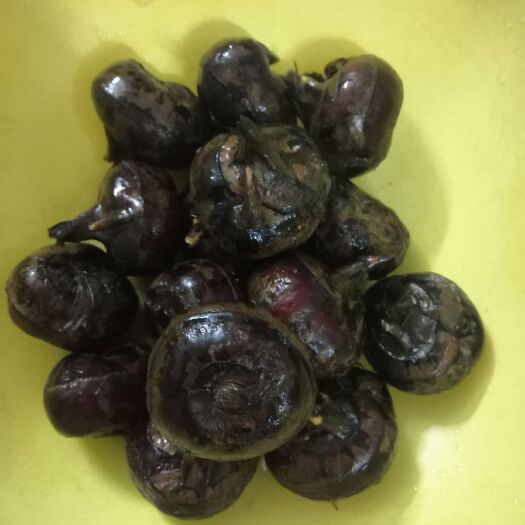 潮州荔浦马蹄 红皮荸荠