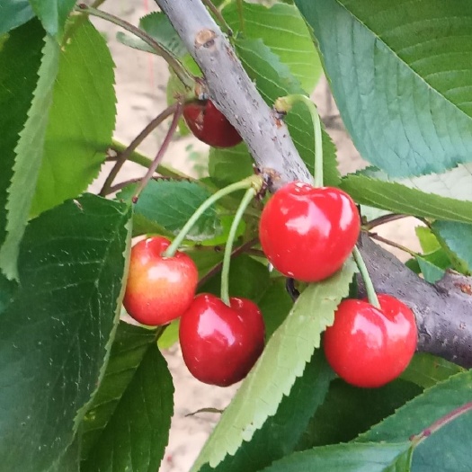 芮城县 山西运城樱桃露地成熟了！农家种植！新鲜！欢迎大家品尝
