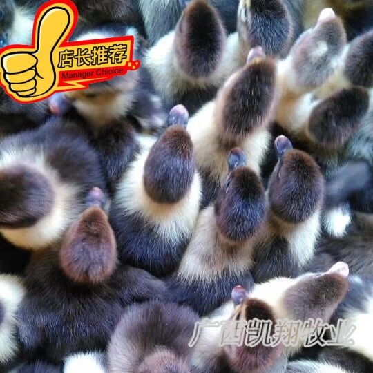 西洋鸭苗 黑番鸭苗 番鸭苗 孵厂直供包疫苗包路损 质量保证