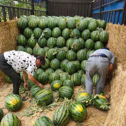 砀山县甜王西瓜 甜王大量上市中