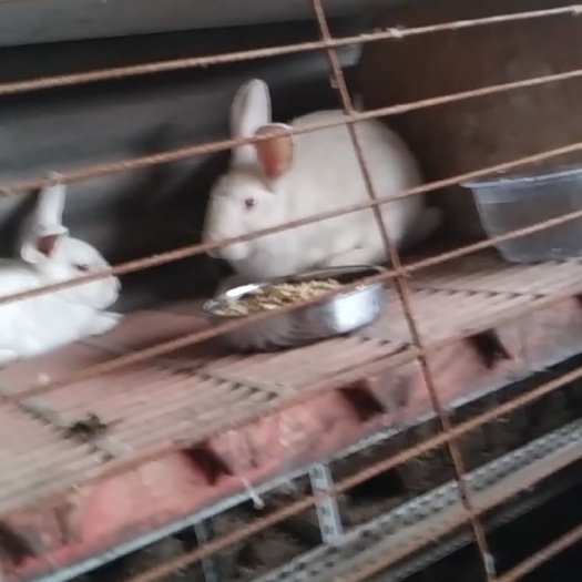 襄汾县 肉兔，新西兰兔，