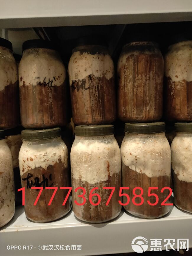 平菇菌种  平菇竹签菌种，枝条种，一瓶140条左右，保质保证