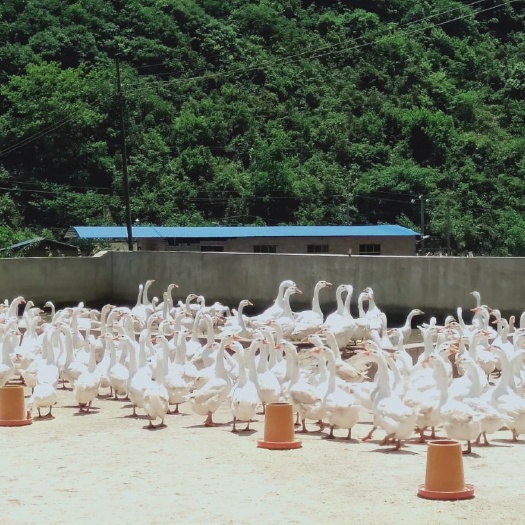 镇宁县 该鹅周期150天以上，肉质鲜嫩