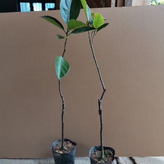 灵山县海南菠萝蜜苗 正宗木菠萝树苗带土带叶包邮发货，黄肉木菠萝嫁接苗菠萝蜜果树苗
