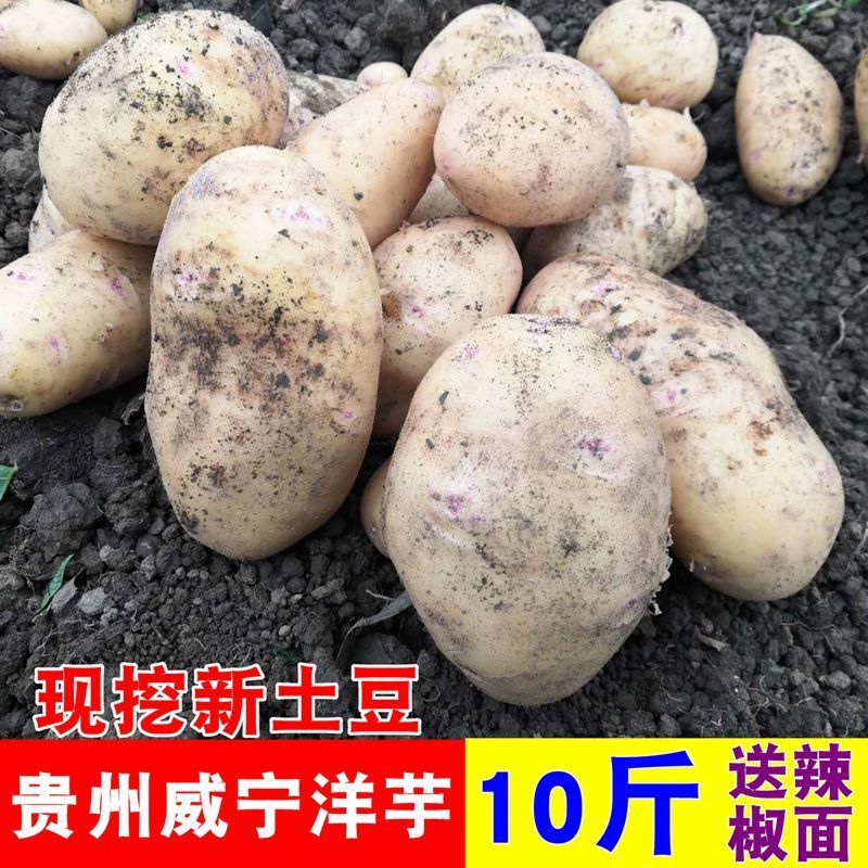 六盘水 土豆新鲜2020年新洋芋10斤黄心现挖贵州威宁黄皮大个马铃薯