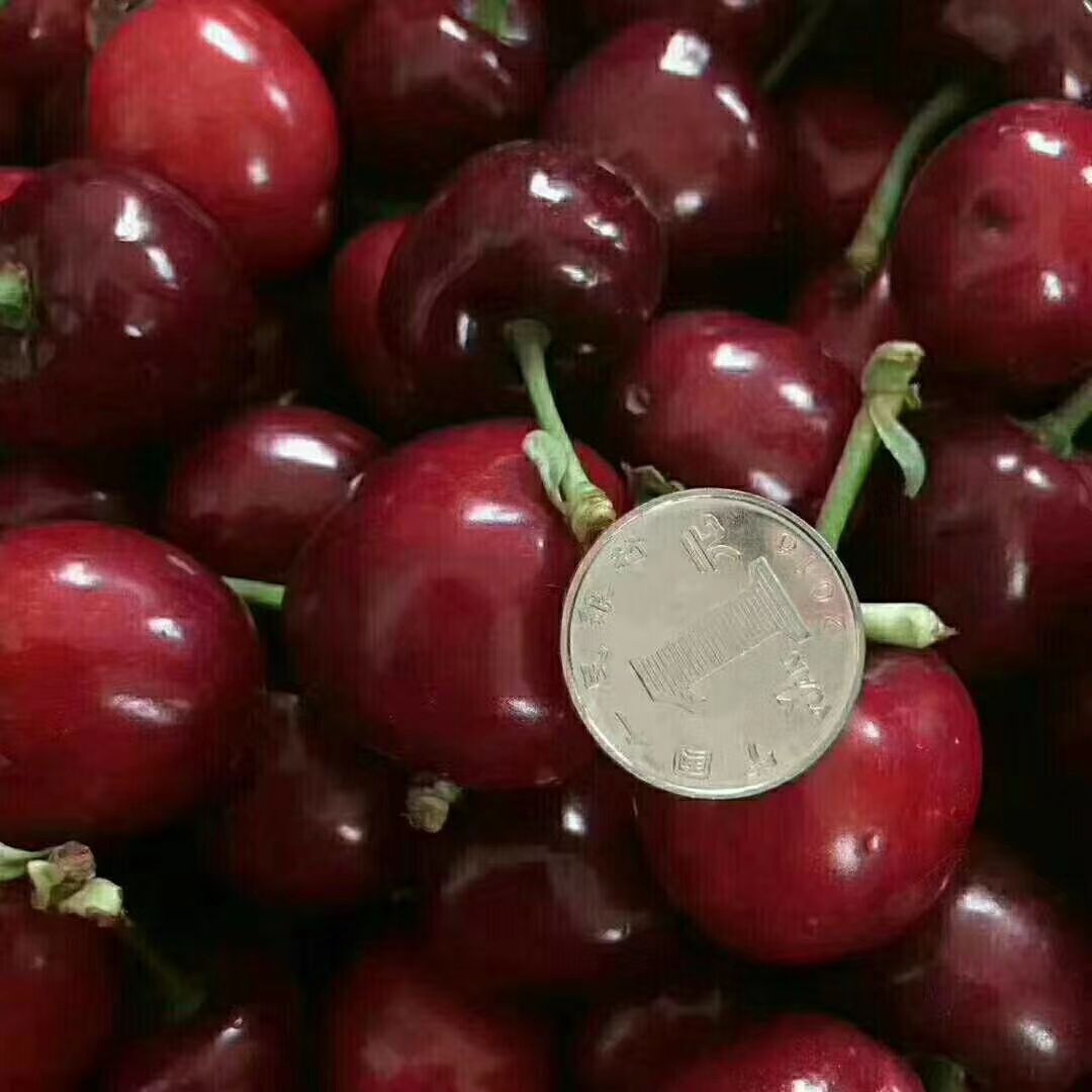 小樱桃 28-30mm 12-15g