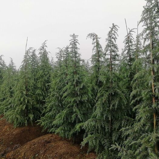 南京 精品雪松