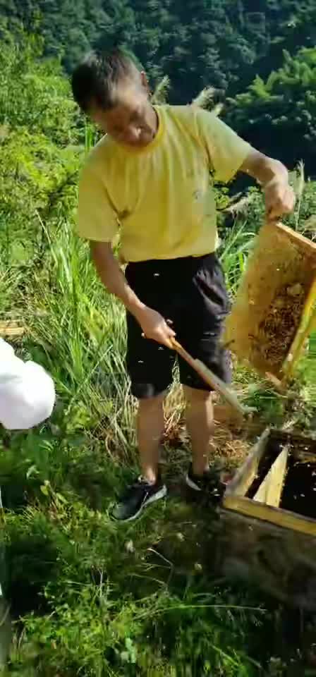  源自幕阜山脉的天然农家土蜂蜜