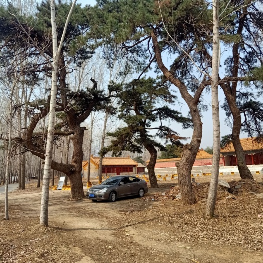 望都县圆枝侧柏 胸径260厘米，高10米