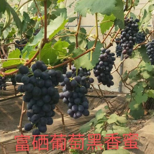 葫芦岛 不打药富硒葡萄