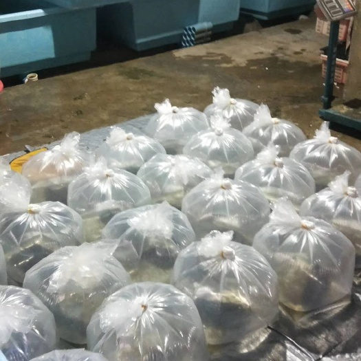 文昌市淡水澳洲龙虾苗—黑头苗—公分苗应有尽有，欢迎选购