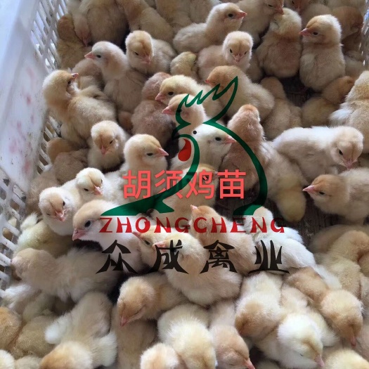 广州 胡须鸡苗