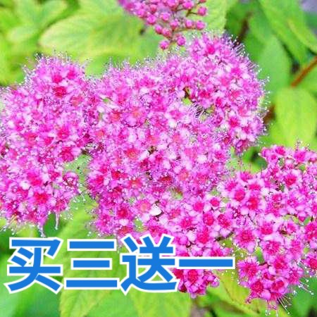 盖州市金山绣线菊苗 现挖现发，基地直发，免费提供技术支持。