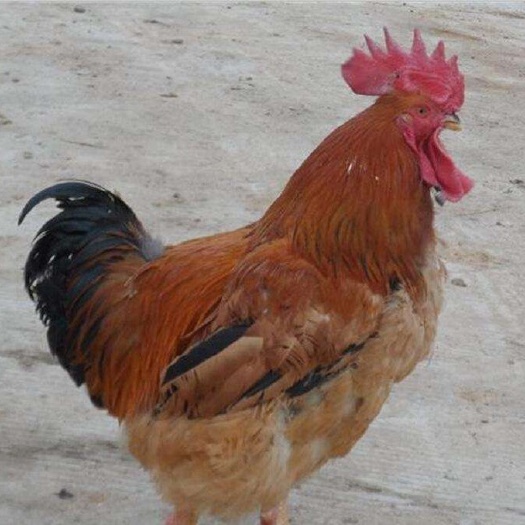 南宁 K9肉鸡苗