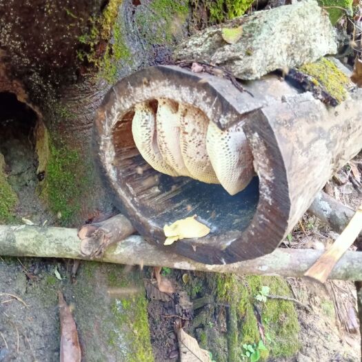 勐海县土蜂蜜 不用讲一看分真假野不野买一斤吃吃看假蜜不要钱