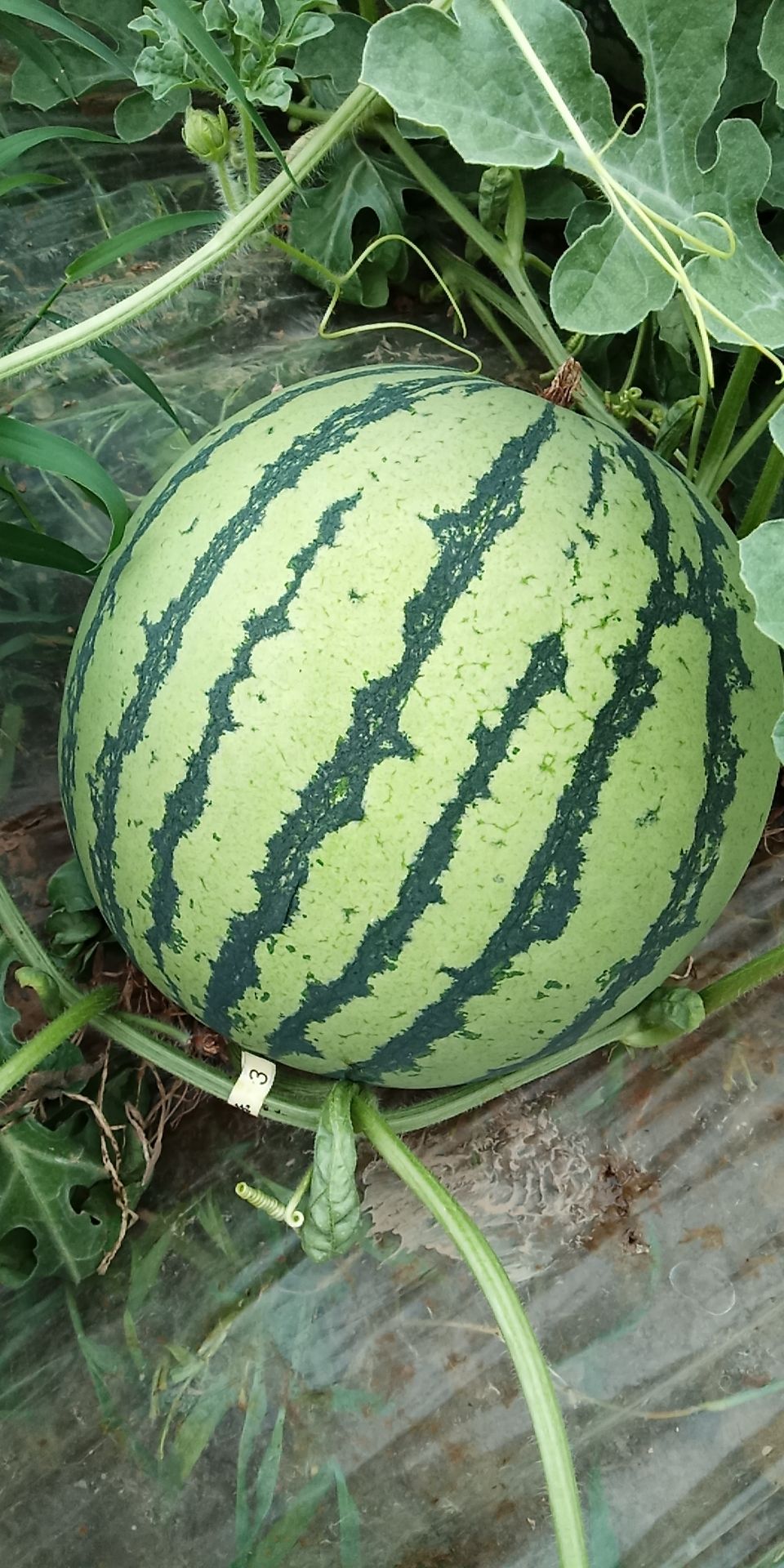 山西运城夏县的大棚无籽8424西瓜