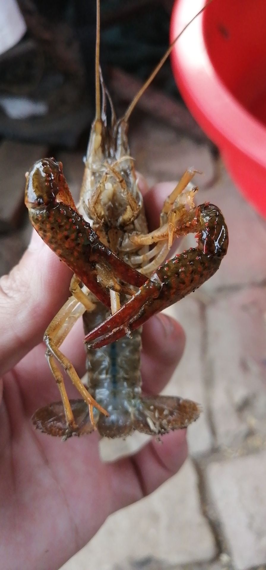监利小龙虾 自家塘口价格从优