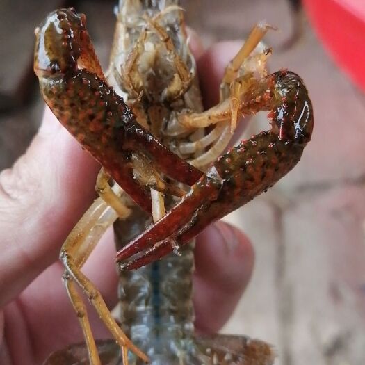 监利市监利小龙虾 自家塘口价格从优