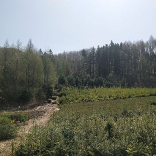 桓仁县 出售自家苗木云杉冷杉红豆杉等苗木价格实惠，欢迎朋友前来