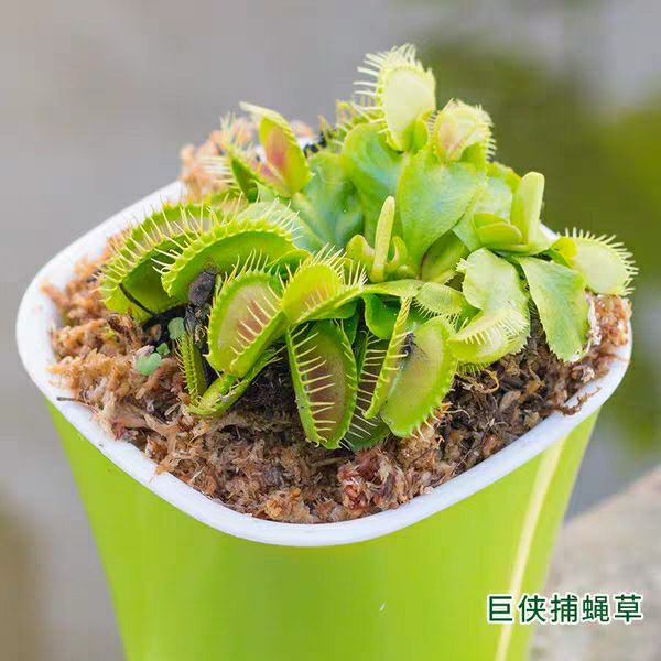  捕蝇草盆栽 食人花猪笼草捕虫草扑蝇草室内吃人花超大食虫植物