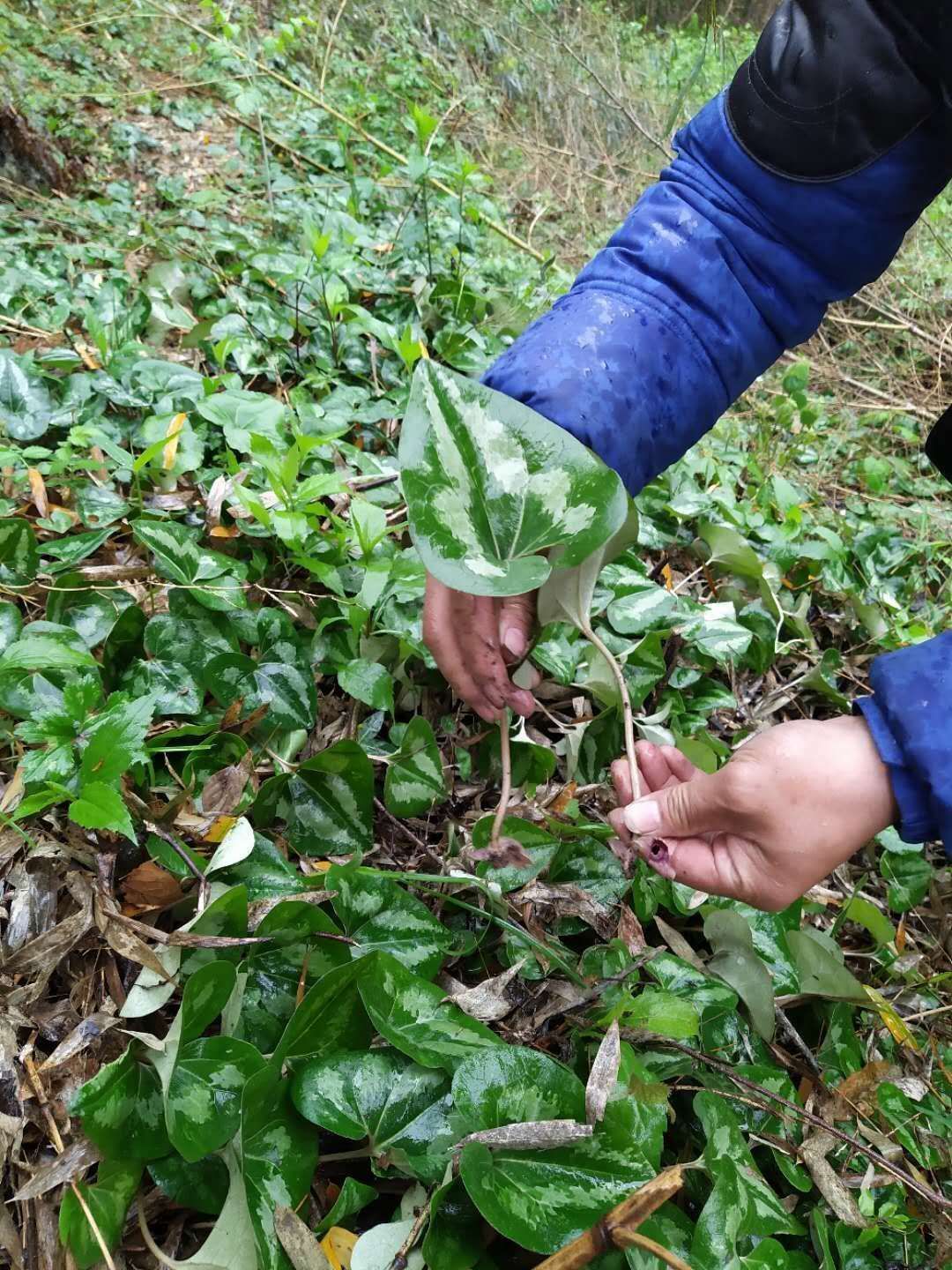 细辛苗 细辛，花叶细辛，马蹄细辛种苗