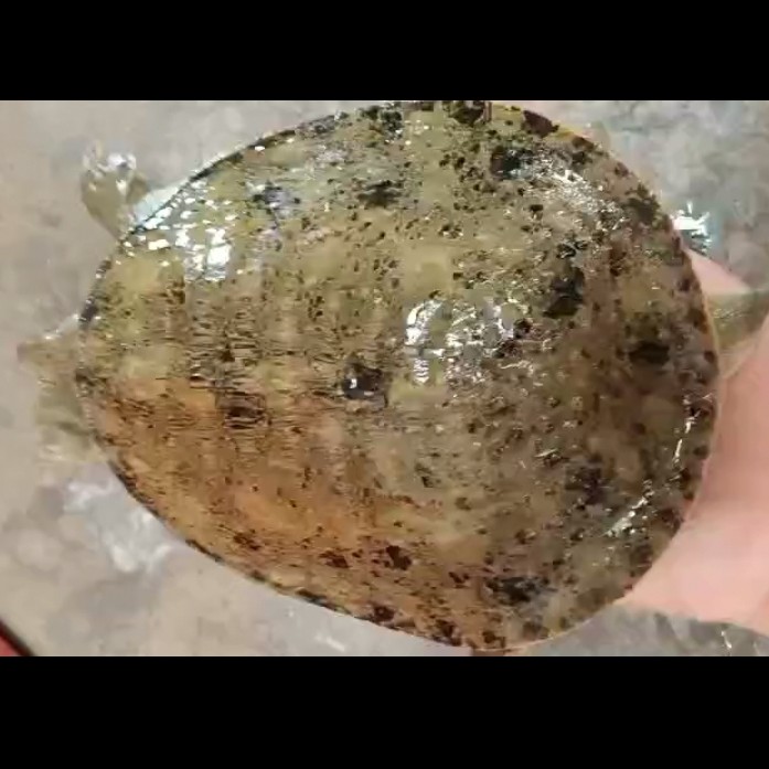 黑花甲鱼
