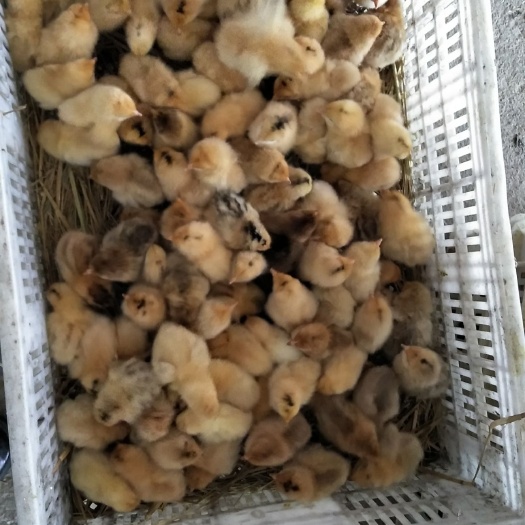 浏阳市土鸡苗 统货