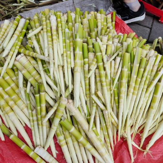 黄山小竹笋 每天现拔供应量大