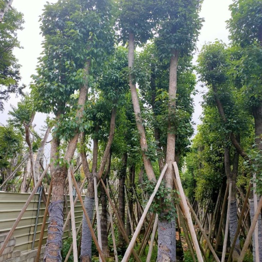 普宁市骨架香樟 樟树