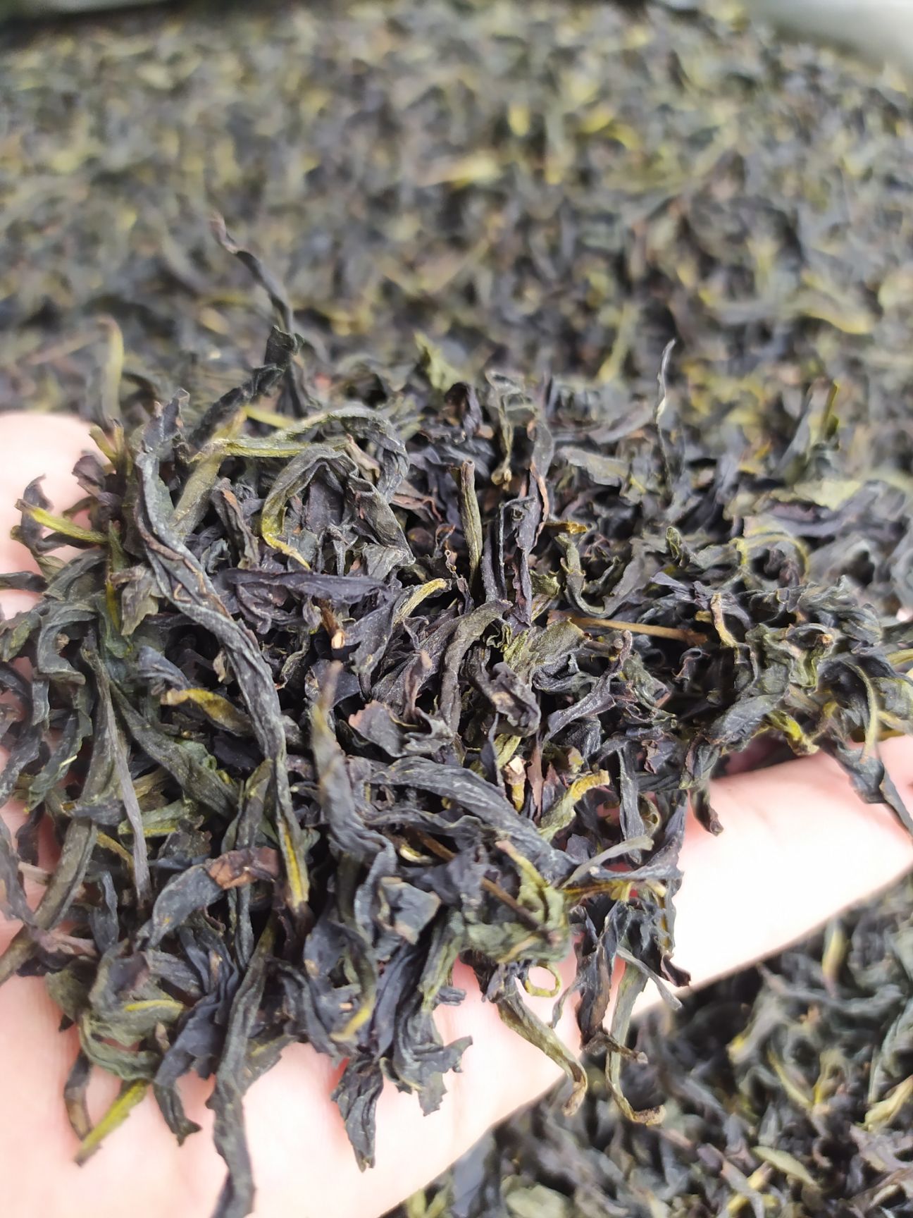 鸭屎香单枞茶潮州凤凰单丛茶清香鸭屎香单枞茶1斤1袋大乌叶单枞