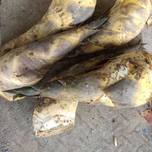 漳州马蹄笋现货供应