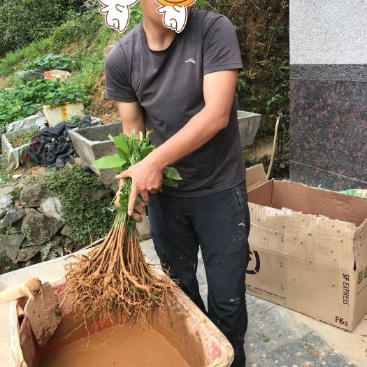 永春县黄花倒水莲种苗 供应黄花倒水莲苗，观音串苗，倒吊黄苗，黄花远志苗，农户直销