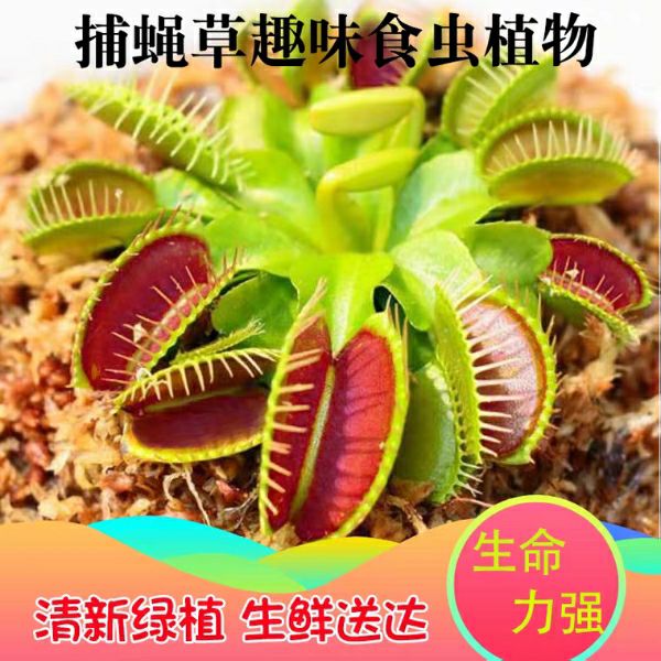  捕蝇草盆栽 食人花猪笼草捕虫草扑蝇草室内吃人花超大食虫植物