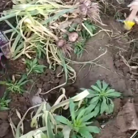 武陟县 大蒜大蒜，精品大蒜