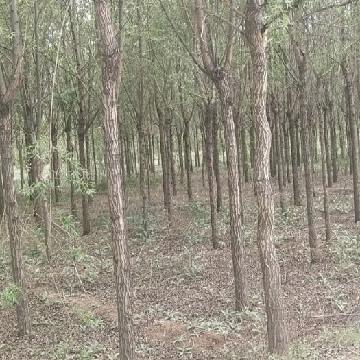 临洮县 甘肃速生柳，各种规格大量供应