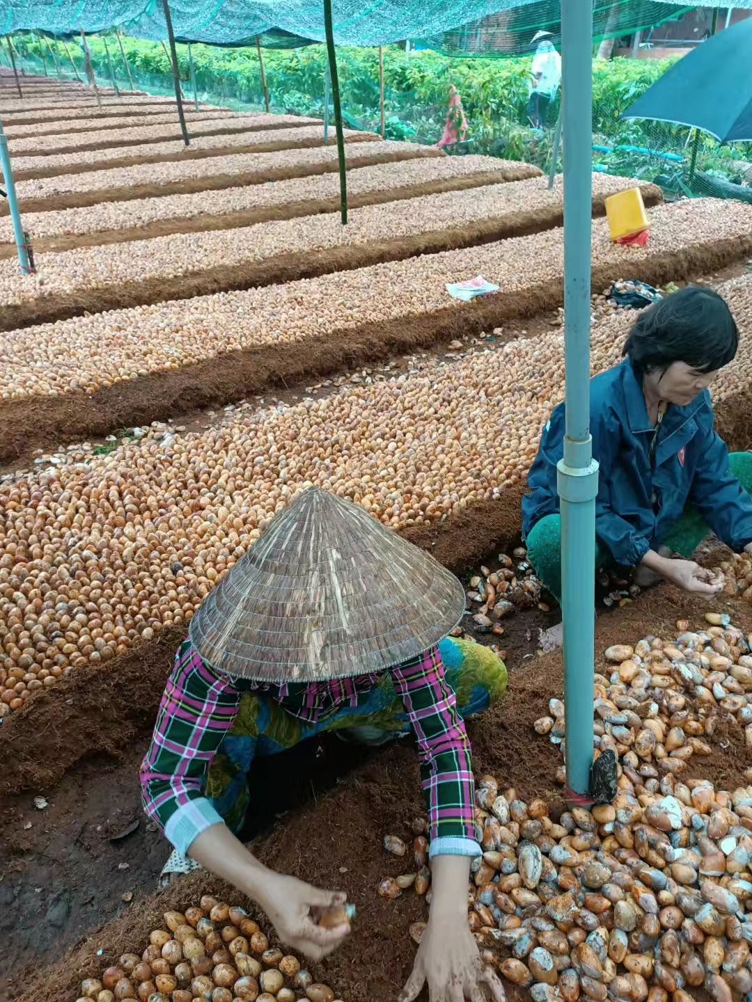  榴莲种子